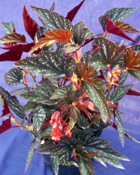 B. ‘Dante's Fire’